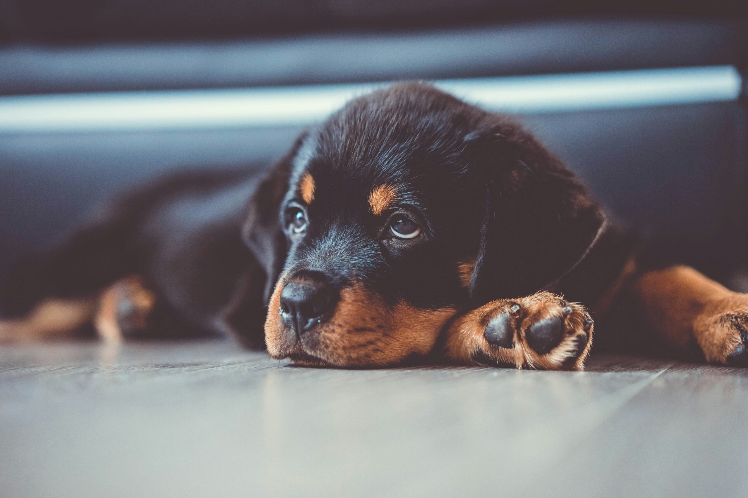 Rottweiler puppy lying down on a wooden floor.