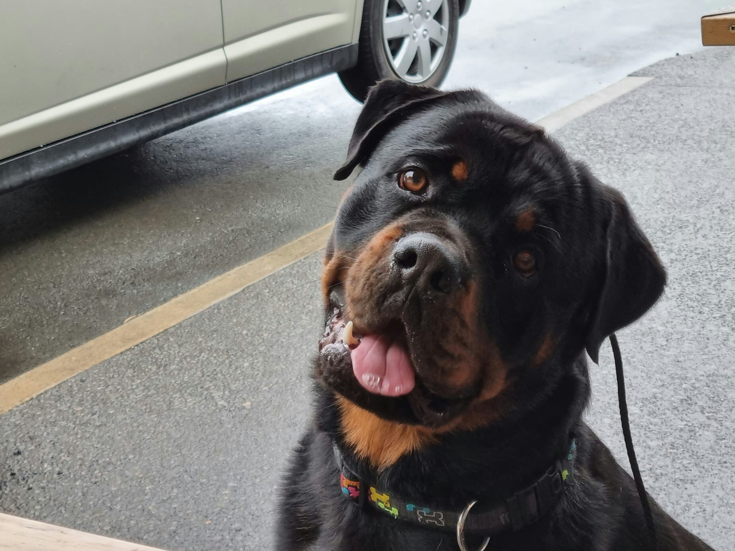 A friendly Rottweiler with a happy expression outdoors.